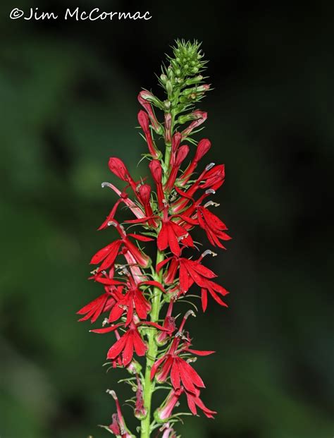 Cardinal-flower, rare in white, and pollinating swallowtails