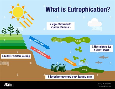 The eutrophication process explained Stock Photo - Alamy