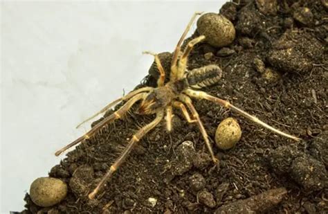 Camel Spider - Description, Habitat, Image, Diet, and Interesting Facts