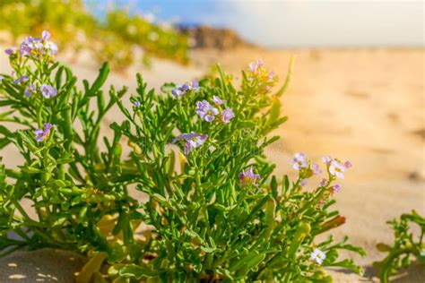 Halophytes at the Coastal Zone. Salt Plant, Common Glasswort, Halophytic Stock Photo - Image of ...