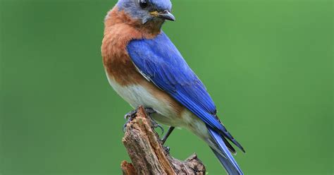 What Do Eastern Bluebirds Eat? | Birdfact