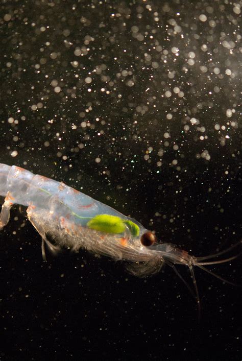 Warming Oceans May Threaten Krill, a Cornerstone of the Antarctic ...