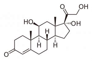 The Zona Fasciculata - Structure - Function - TeachMePhysiology