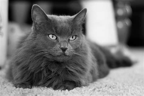 14 Stunning Grey Cat Breeds You'll Fall In Love with (With Pictures ...