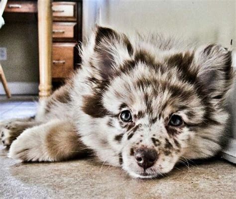 This Is An Australian Shepherd Husky Puppy