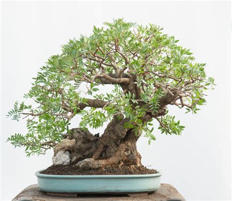 Mastic Tree No.02 – andbonsai