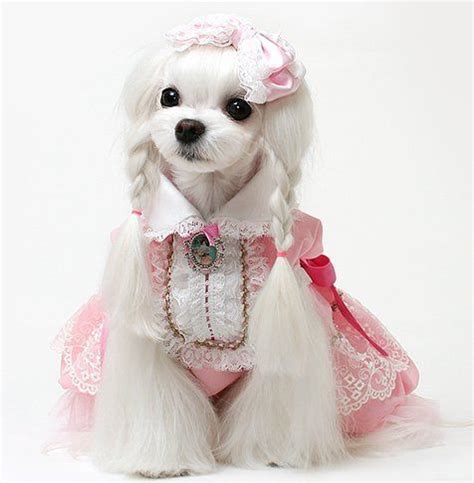 Choose A Beautiful Braid For Your Dog - Best Newest Hairstyle Trends | Dog grooming styles, Pet ...