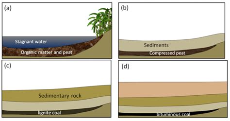 9.3 Organic Sedimentary Rocks – Physical Geology – H5P Edition