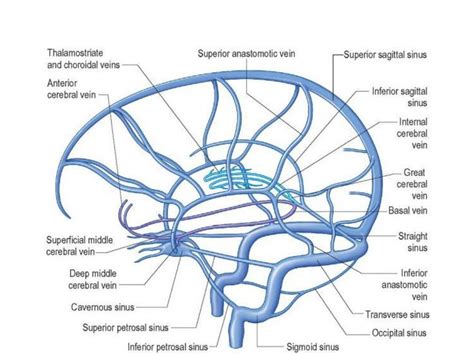 Dural venous sinuses