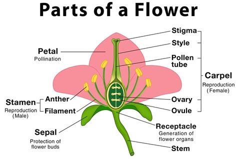 What is the structure and function of the typical flower? | Science online