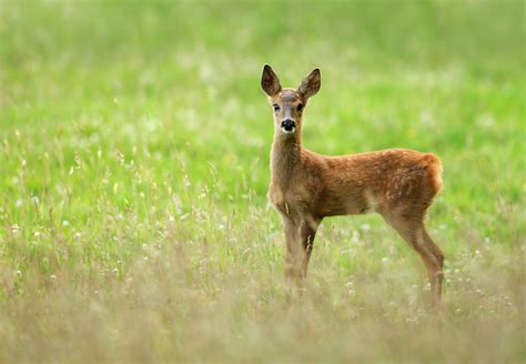 Baby Roe Deer | © 2015 Alan Mackenzie. www.alanmackenziephot… | Flickr