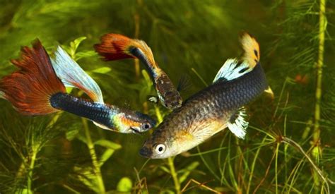 Guppy Diseases, Symptoms, Causes, Cure & Treatment Guide