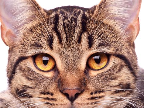 Cat Vision Problems: What to Look for - Allivet Pet Care Blog