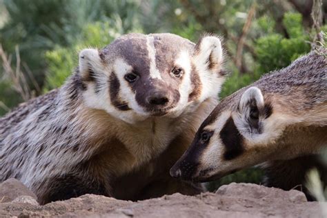 Morning at the Badger Den | Cindy Goeddel Photography, LLC