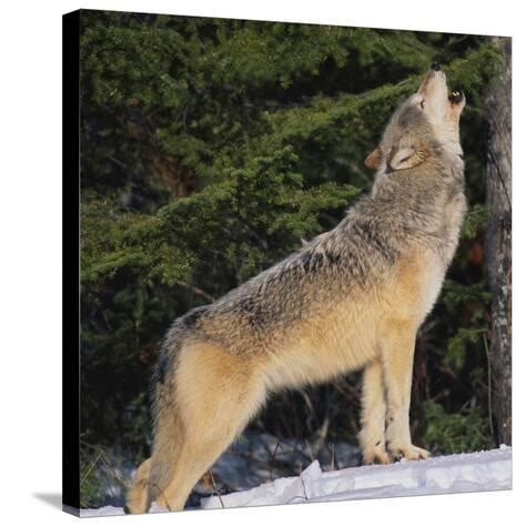 Gray Wolf Howling in Snow Photographic Print by DLILLC - AllPosters.co.uk