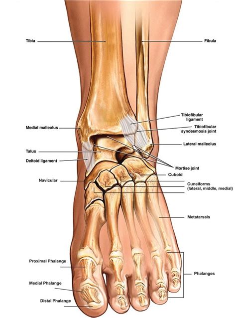 Ankle Bones Diagram . Ankle Bones Diagram Ankle Diagrams Diagram Link ...