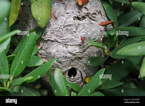 Wasps' nest, Wasps (Vespinae), cherry laurel (Prunus laurocerasus ...