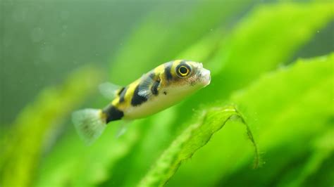 Top 10 Pufferfish You Can Keep in Freshwater and Brackish Aquariums ...