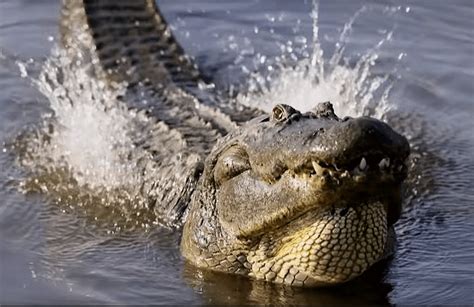 Alligator mating season is here - ECB Publishing, Inc.