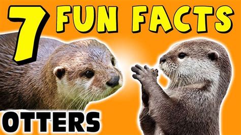 7 FUN FACTS ABOUT OTTERS! OTTER FACTS FOR KIDS! Cute! Cuteness! Learning... | Otter facts, Facts ...