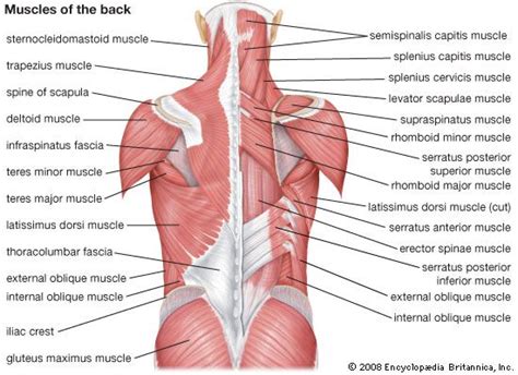 8 Simple Moves to Strengthen Your Back | Lumo | Muscle system, Muscle diagram, Muscle anatomy