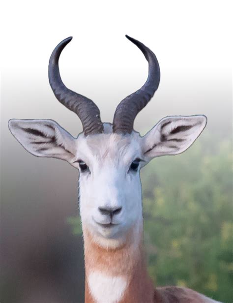 Dama Gazelle - Blackjack Breeders