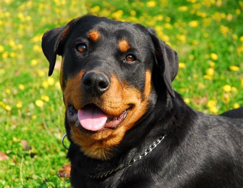 Are Rottweilers A Aggressive Breed