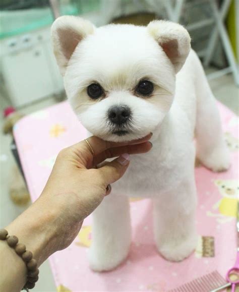 Facts About Teddy Bear Dogs | Dog haircuts, Teddy bear dog, Dog grooming