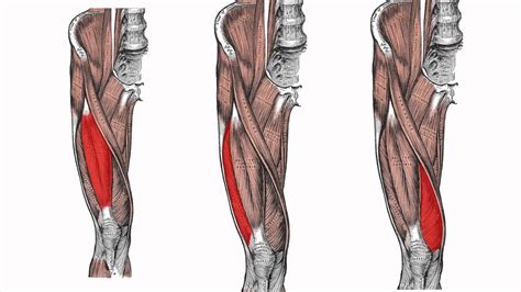 Lower Limb Anatomy Diagram