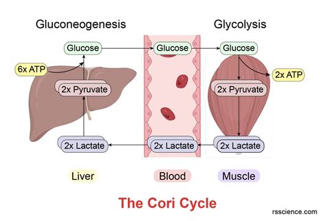 What does the Cori cycle do? - definition, steps, and importance - Rs ...