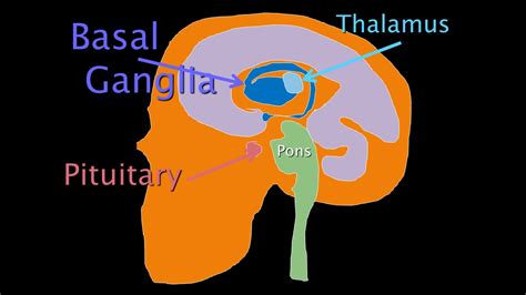 18. Basal Ganglia and Skills – biologicalpsych.com