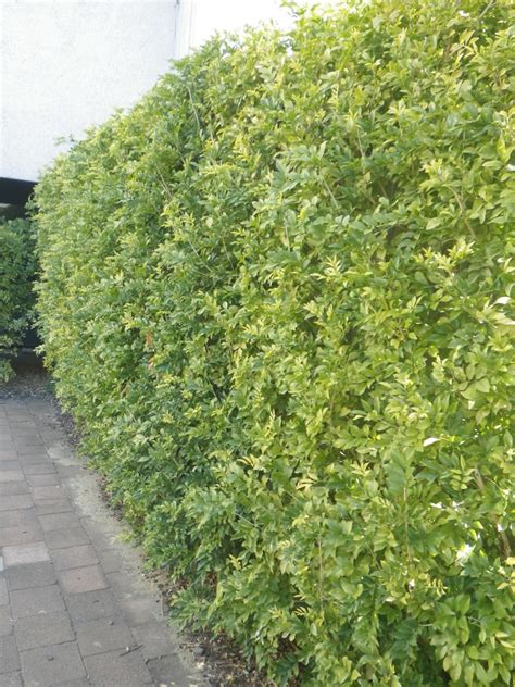 Murraya hedge (2) - Landsdale Plants