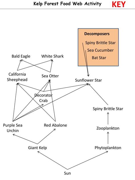 PPT - Kelp Forest Food Web Activity PowerPoint Presentation - ID:1588304