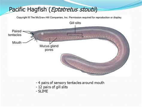 Pacific Hagfish Habitat