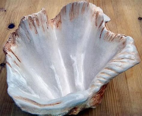 Giant Clam Shell Sculpture Art Ornament Bowl Handmade for Home | Etsy ...