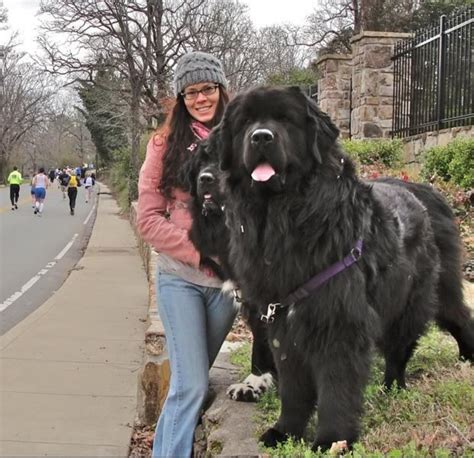 These Newfoundland dogs : r/AbsoluteUnits