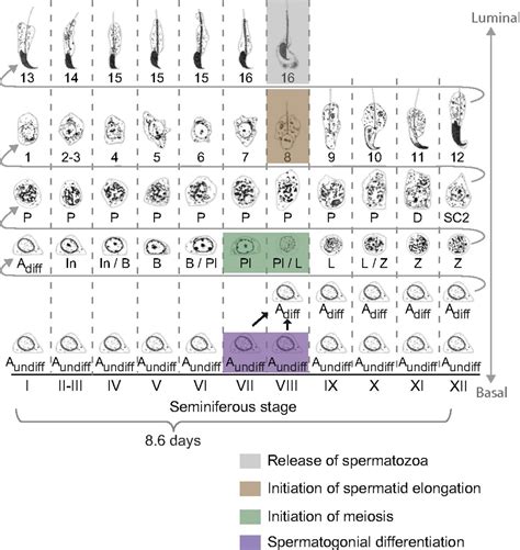 Spermatogenesis Stages