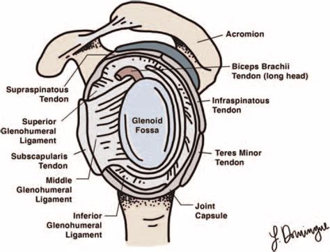 The anatomy of the glenohumeral joint (lateral view). Illustration by... | Download Scientific ...