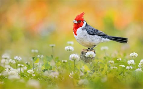 Red-Crested Cardinal HD Wallpapers and Backgrounds