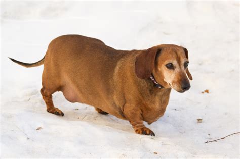 Windy City Canine Rescue: April {Miniature Dachshund} - ADOPTION PENDING