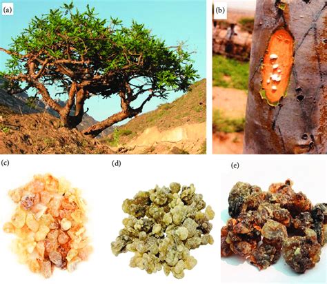 (a) A Boswellia sacra tree in the Dhofar region near Salalah; (b)... | Download Scientific Diagram