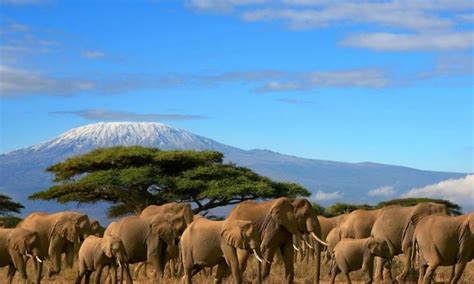 3 Day classic Amboseli safari - kenya safaris, kenya tours