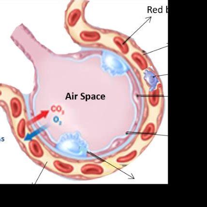 (PDF) The Role of Pulmonary Surfactant in COVID-19 Understanding