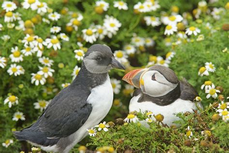 Atlantic Puffin | Audubon Field Guide