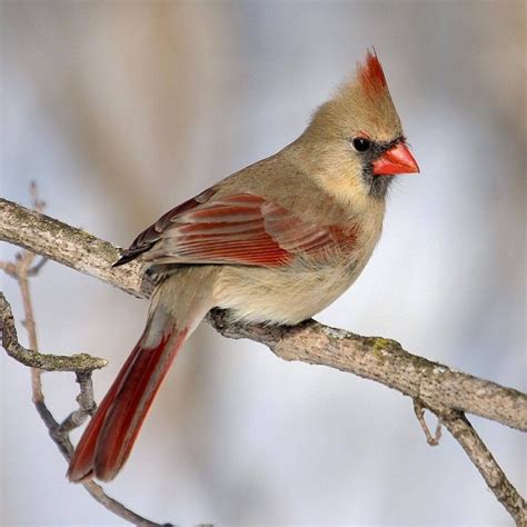 Female Northern Cardinal | Cute animals, Animals, Bird aviary