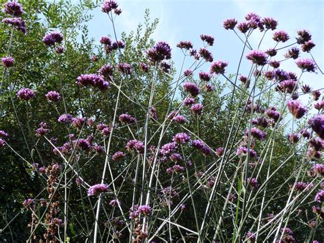 VERBENA BONARIENSIS (Purple top) - Highbury Wildlife GardenHighbury Wildlife Garden