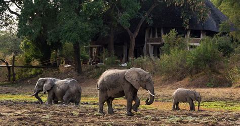 Luangwa Safari House in South Luangwa National Park - Luxury Safari in Zambia