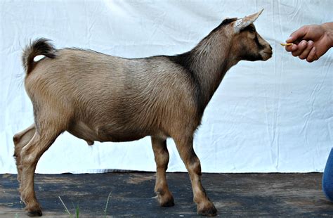 Two Fewer Goats – On The Banks of Salt Creek