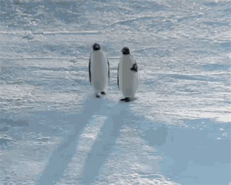 Penguin Walk GIF - Penguin Walk Walking - Discover & Share GIFs