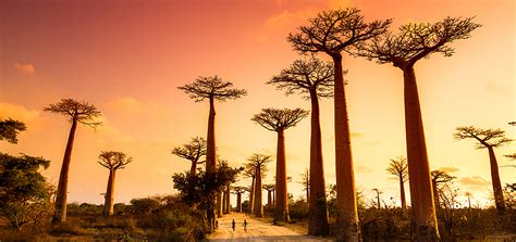 Madagascar: Foresta di baobab | Evaneos